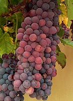 Bunch of Glacière