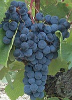 Bunch of Grand noir de la Calmette