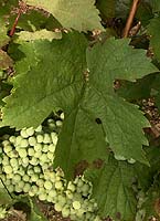 Leaf of M&eacute;rille