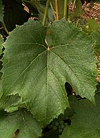 Leaf of Noah