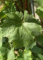 Leaf of Perle de Csaba
