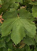 Leaf of Perlette