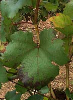Leaf of Petit Bouschet
