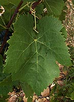 Leaf of Plant droit