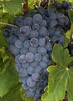 Bunch of Plant droit