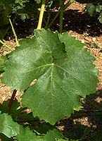 Leaf of Portugais bleu