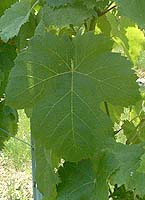 Leaf of Prunelard