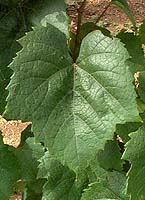 Leaf of Romorantin