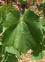 Leaf of Ros&eacute; du Var
