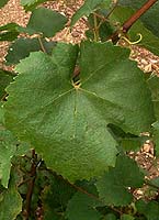 Leaf of Troyen