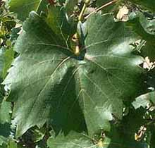 Leaf of Villard blanc
