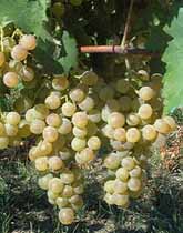 Bunch of Villard blanc