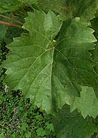 Leaf of Villard noir