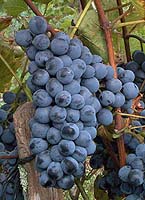 Bunch of Villard noir