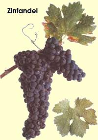 Leaf of Zinfandel