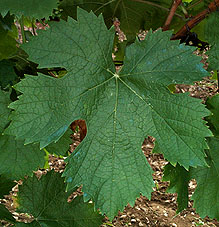Leaf of Cinsaut