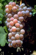 Bunch of Grenache Gris