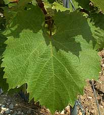 Leaf of Grolleau