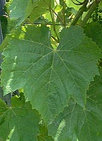 Leaf of Gros Manseng
