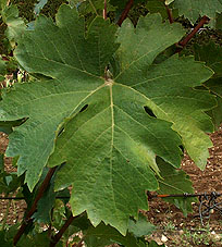 Leaf of Italia