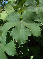 Leaf of Jacquère