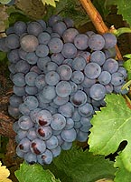 Bunch of Lledoner Pelut