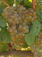 Bunch of Marsanne