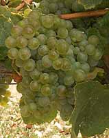 Bunch of Mauzac