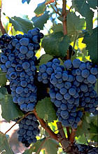 Bunch of Mourvèdre