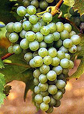 Bunch of Müller-Thurgau