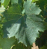 Leaf of Muscat à petits grains