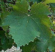 Leaf of Muscat de Hambourg
