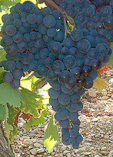 Bunch of Muscat de Hambourg