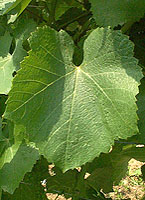 Leaf of Petit Manseng