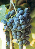 Bunch of Petit Verdot