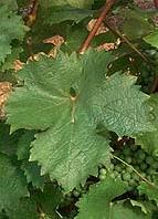 Leaf of Pineau d'Aunis