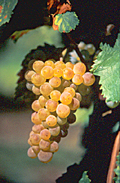 Bunch of Pinot Blanc
