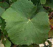 Leaf of Pinot Gris