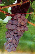 Bunch of Pinot Gris