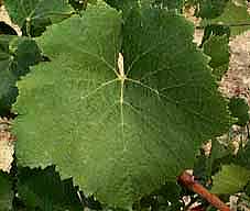 Leaf of Pinot Noir