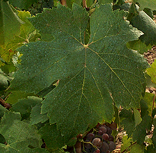 Leaf of Piquepoul