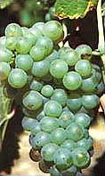 Bunch of Piquepoul Blanc