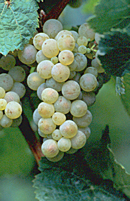 Bunch of Riesling