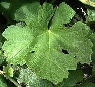Leaf of Roussanne