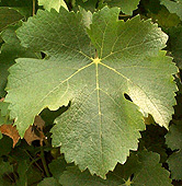 Leaf of Sauvignon
