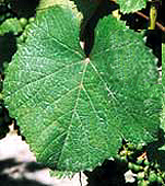 Leaf of Savagnin