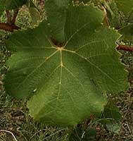 Leaf of Sémillon