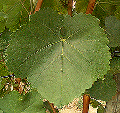 Leaf of Sylvaner