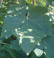 Leaf of Syrah
