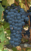 Bunch of Syrah